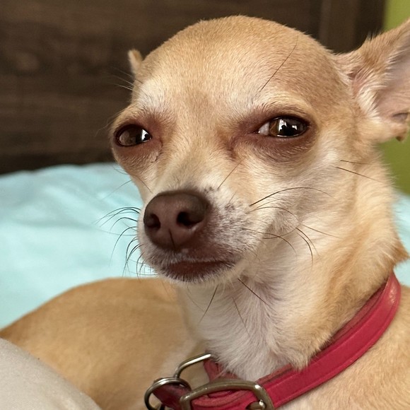 Meet your Posher, Allan - Picture 1 of 1